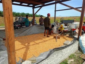 Hasil Panen Capai 4 Ton, Polsek Manuhing Pastikan Pengolahan Jagung Berjalan Optimal