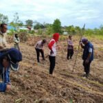 Sinergi Berlanjut, Lahan Demonstration Plot Jadi Pusat Tanam Jagung