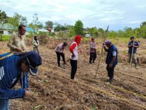 Sinergi Berlanjut, Lahan Demonstration Plot Jadi Pusat Tanam Jagung