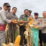 Polres Gunung Mas Panen 1,5 Ton Jagung, Perkuat Ketahanan Pangan Daerah