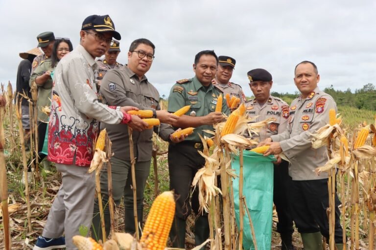 Polres Gunung Mas Panen 1,5 Ton Jagung, Perkuat Ketahanan Pangan Daerah