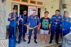 Masuk ke Pemukiman Warga Disdamkarmat Barito Utara Berhasil Evakuasi Biawak