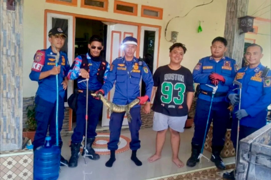 Masuk ke Pemukiman Warga Disdamkarmat Barito Utara Berhasil Evakuasi Biawak